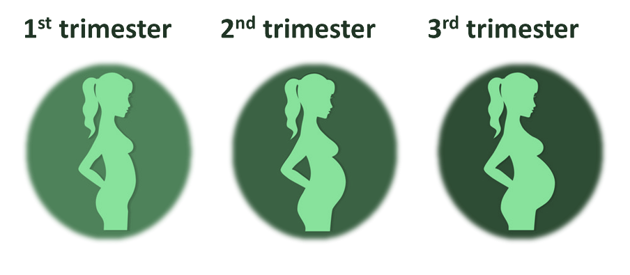trimester